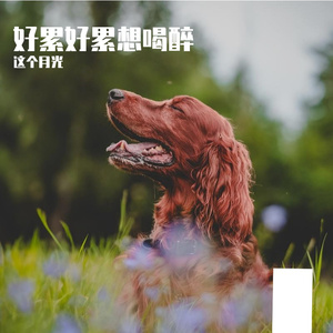 好累好累想喝醉