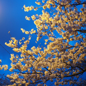 あなたと一緒に働きたいの