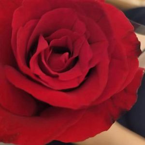 混沌trap（free）