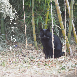 ひたすらに