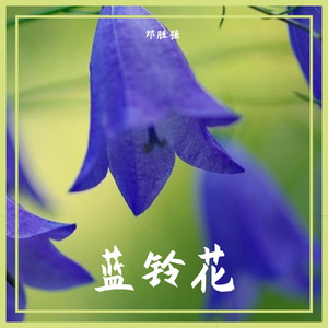 蓝铃花