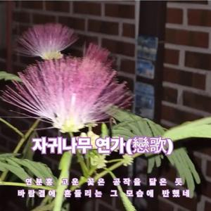 자귀나무 연가(戀歌)
