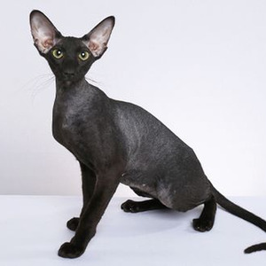 I Need A Doctor (sped up)