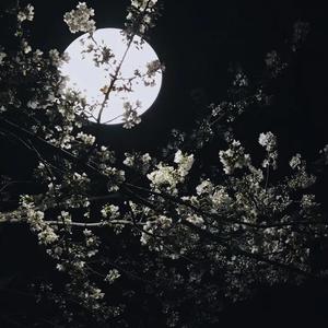 Flower（翻自 大喜/恶梦YK）