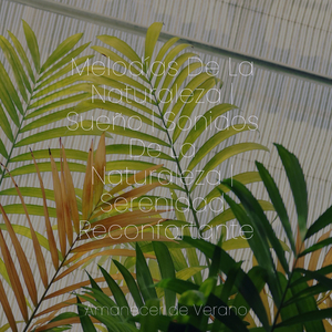 Melodías Suaves y Brumosas