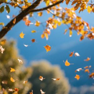 春草青青绿满坡