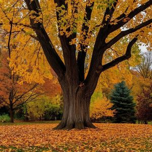 Куску сесерликке