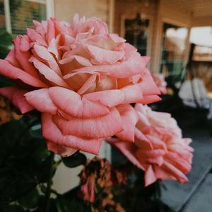 A HOPLESS ROMANTIC'S THEME