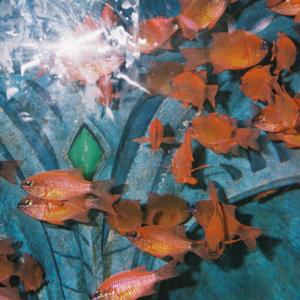 暗羽 with张琼予