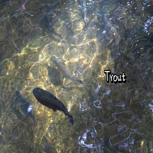 Trout