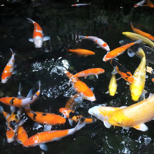 柞乃杜(ははそのもり)～秩父神社によせて～