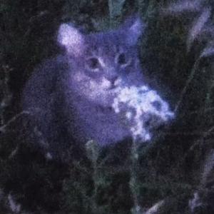 天门，sasi x capper x mac over seas type beat