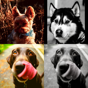 安静的小狗声音