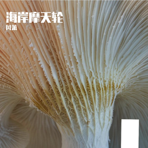 海岸摩天轮