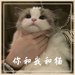 你和我和猫