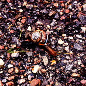 Far Away from This Place