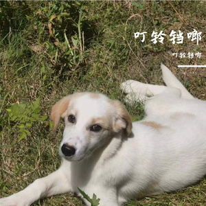 荒云山-整曲