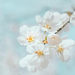 Spring (Instrumental)