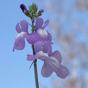 松葉海蘭 (feat. 自然の彩り & isRui)