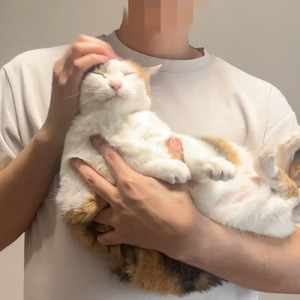 もし猫になったらやりたいこと３選