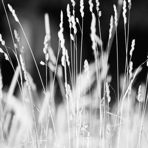 Swain (Extended Mix)