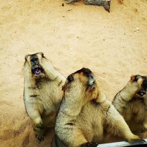 菩萨蛮 小山重叠金明灭