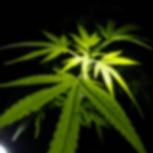 Fumele (feat. Nacho Valencia)