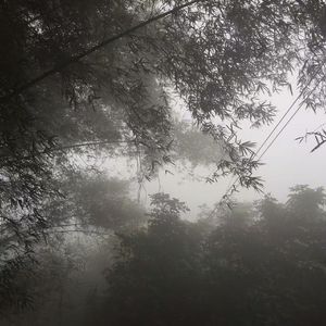 失心罗盘