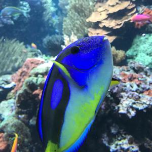 $iCK (BATTLE BEAT) & FLOW (WTF) & (EXPLICIT)