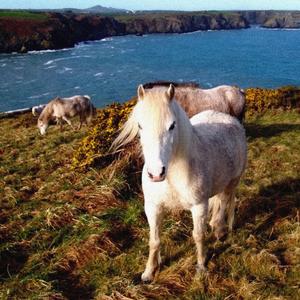 How Sweet I Roamed from Field to Field