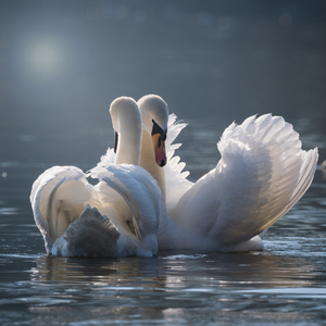 White Swans