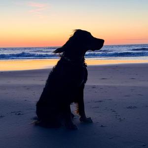 Texel in de Lente