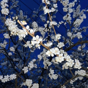 失效情感共鸣场（Prod.inuyasha）