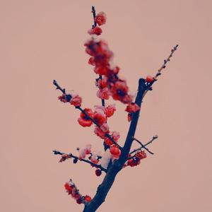 何时仗尔看南雪