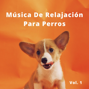 Ambiente Para Cachorritos