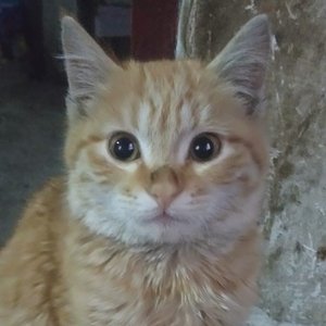 可怜我的小猫咪