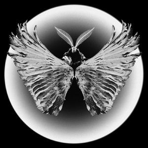 Devotion to the Darkangel