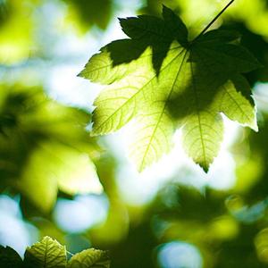 The arrival of victory