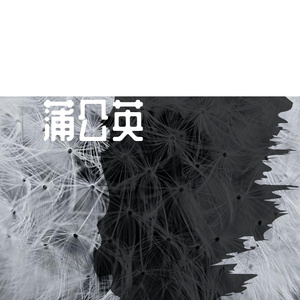 蒲公英pord by MEGA