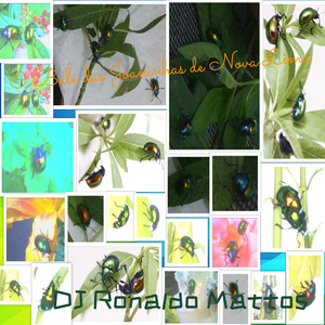 O Balé Das Joaninhas De Nova Lima