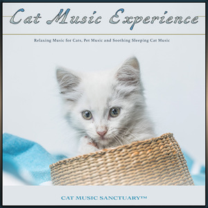 Relaxing Cat Music