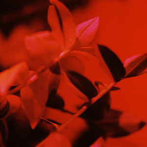 [阴阳师]The Branches