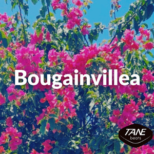 Bougainvillea