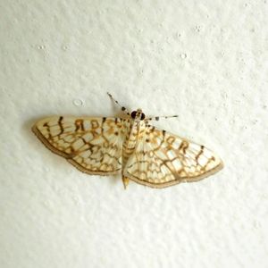 飞蛾