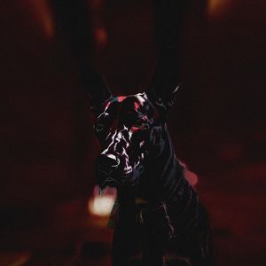 Выгул Выгул еее