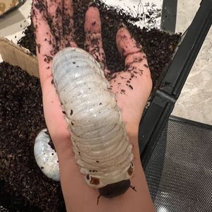 偏门 (online-audio-converter.com)