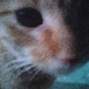 Gatito