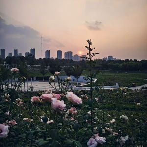 霜降枫林燃夕焰