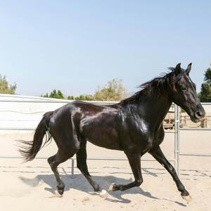 (YOU NEVER SEE YOU RUN)