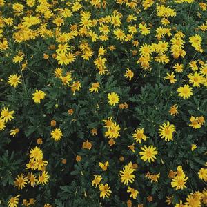 刻在我心底的名字